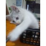こぽちん