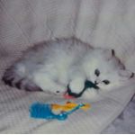ねこ