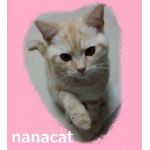 nanacat