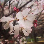 userPhoto