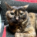 userPhoto