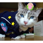セティ