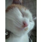 ㈱みけねこ組