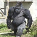ウェーイウェイ