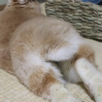 しろひ