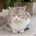 猫野ニャン太郎