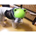 userPhoto