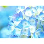 あいうえおうび