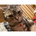 noko