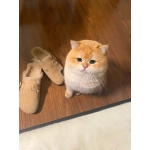 ぴるくる