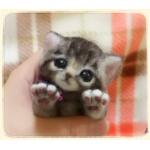 userPhoto