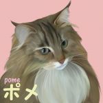ポメ