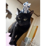 ろーとす