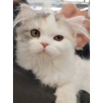 つかさ
