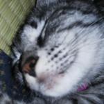 userPhoto