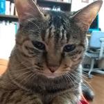 あじねこ