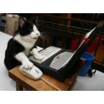 猫飯