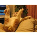 cat922