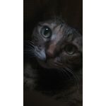 ねこにこ番