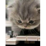 はる