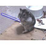 どらちゃんa.k.a.えるのあ