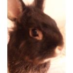 しおん