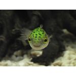 ふぐ
