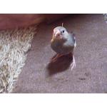 リカユ
