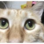 つきくら