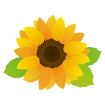 Himawari