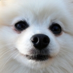 わんこ