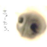 きょーたろ