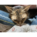 ふぁんふぁん