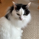 ニラキャベツ