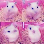 しろたん