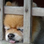 とむちゃん