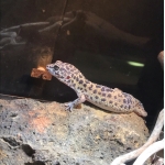 じょ