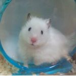こいちゃそ