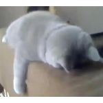 うつぶせ猫