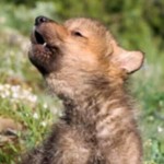 ふぁる子