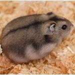 あつやん