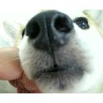 こんいろ