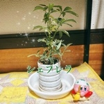 朔望(さくもち)