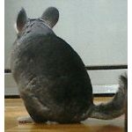 不器用ですから