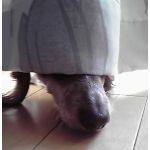 テンメイ