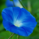 userPhoto