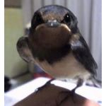 やくると