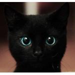 ChatNoir