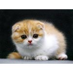 たまちゃん
