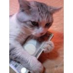 たれ猫